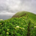 flowers on a cliff overlooking the ocean
