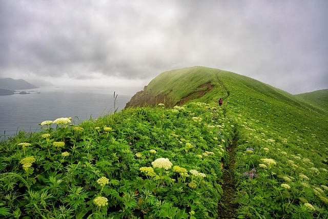 flowers on a cliff overlooking the ocean